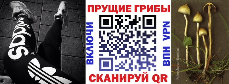 Псилоцибиновые грибы Psilocybe  Купить где  Мензелинск 